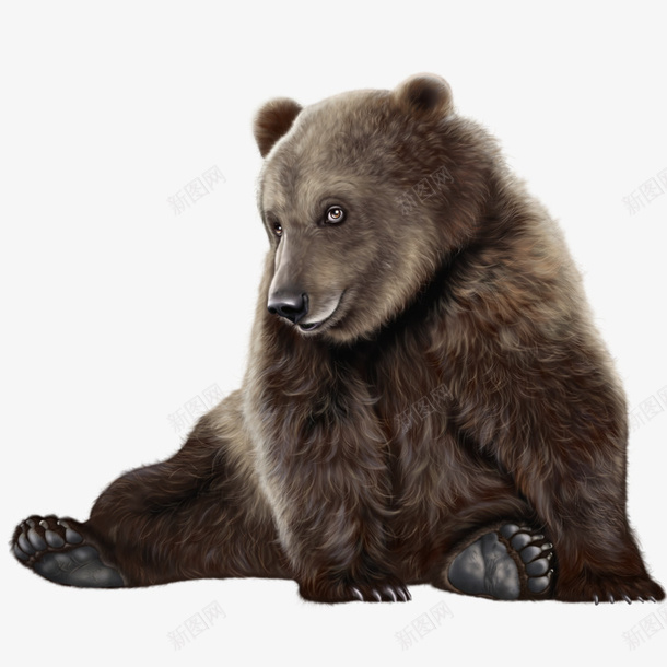 棕色熊瞎子png免抠素材_新图网 https://ixintu.com 动物 棕熊 棕色 熊瞎子