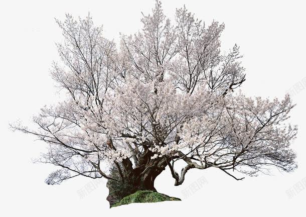 日本樱花树png免抠素材_新图网 https://ixintu.com 旅游 日本 樱花树 水彩 海报