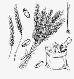 黑麦手绘农作物高清图片