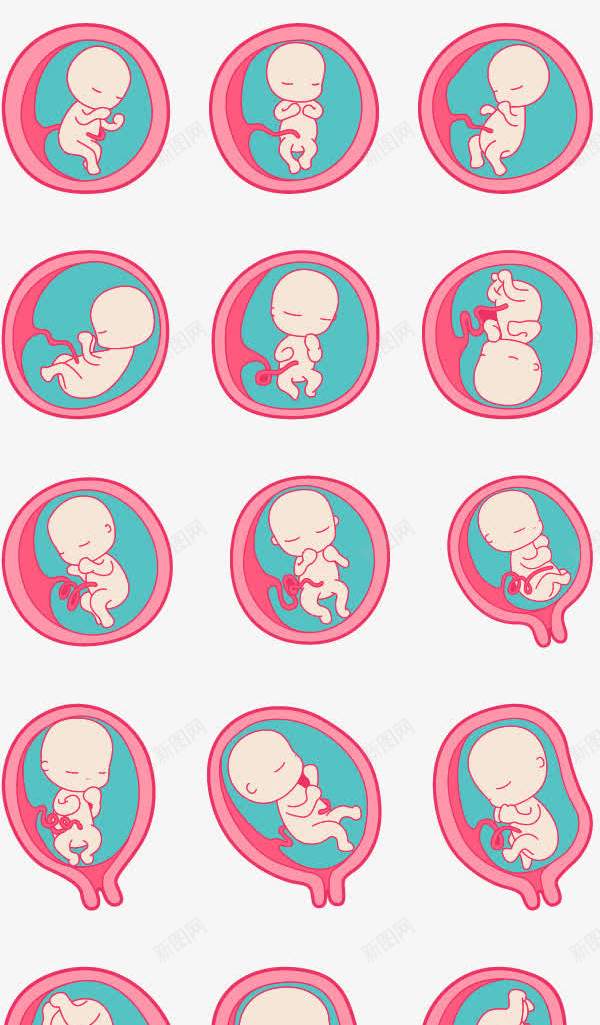胚胎发育png免抠素材_新图网 https://ixintu.com 婴儿 子宫 生长过程