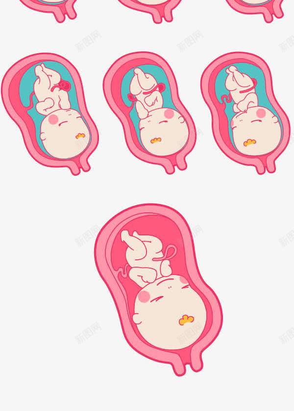 胚胎发育png免抠素材_新图网 https://ixintu.com 婴儿 子宫 生长过程