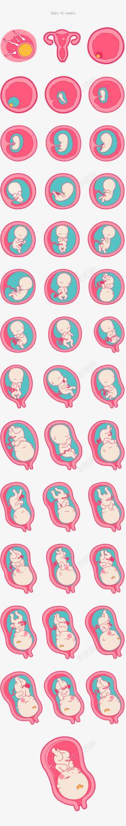 矢量胚胎胚胎发育高清图片