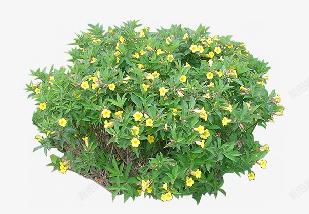 景观植物黄蝉灌木球png免抠素材_新图网 https://ixintu.com 景观苗木 植物 灌木地被 灌木球 绿篱球 花丛 花篱 造型绿篱 黄蝉