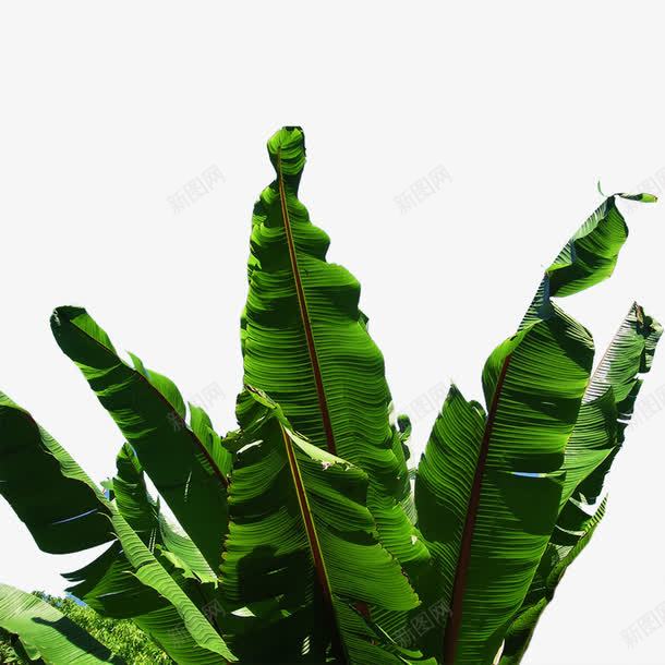 绿色香蕉叶png免抠素材_新图网 https://ixintu.com 天然 植物 绿色 香蕉叶