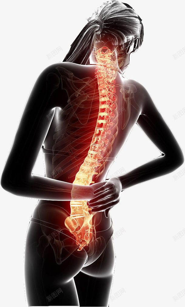 女性的背部脊椎图png免抠素材_新图网 https://ixintu.com 健康 准确图 医学研究 对人的重要性 男性 背部脊椎 防疾病