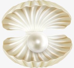 大珍珠单个贝壳贝壳高清图片