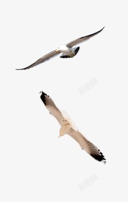 鸽子和平飞翔的海鸥大雁素材