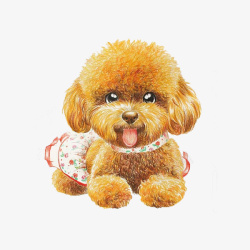 棕色花斑小狗可爱的泰迪狗高清图片