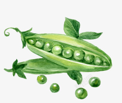 手绘豆子图片卡通手绘绿色的豆子高清图片