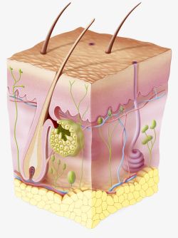 表皮组织皮肤表层细胞分析高清图片