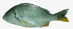 腊鱼湛江黄翅鱼海鲜水产高清图片