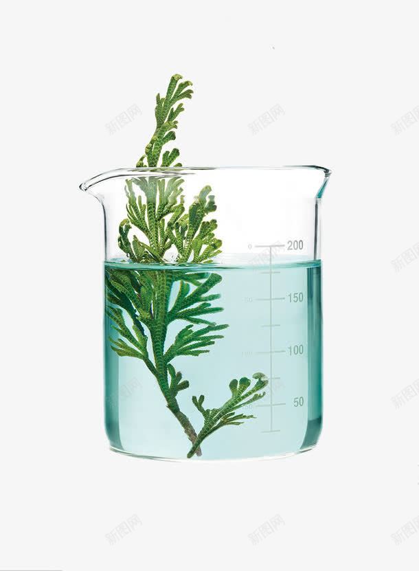 玻璃杯中的绿色植物png免抠素材_新图网 https://ixintu.com 实验杯 植物 水中的植物 玻璃杯 绿色植物