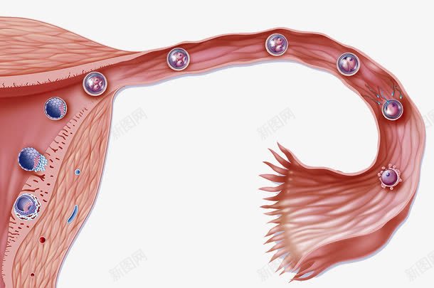 受精卵分裂png免抠素材_新图网 https://ixintu.com 卵巢 受精卵 子宫 细胞分裂