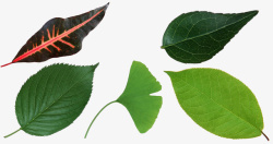 多样形状形状各异的树叶高清图片
