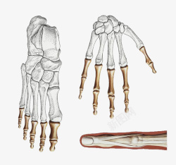 骨质结构手绘骨骼结构图高清图片