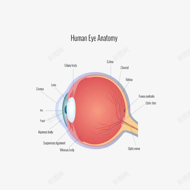 人的眼睛结构图png免抠素材_新图网 https://ixintu.com 眼球 眼睛结构图 纤维膜 色素膜 视网膜