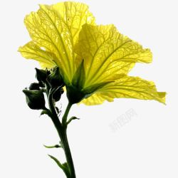 植物写真娇艳的黄色丝瓜花高清图片
