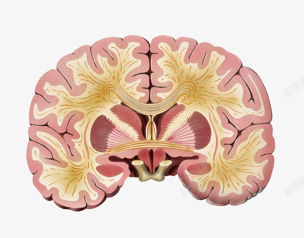 大脑神经分布剖面图png免抠素材_新图网 https://ixintu.com 人体经脉 人体结构 动物血管 叶脉 心血管系统 生物医学插图 脉管束