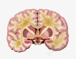 面部神经分布大脑神经分布剖面图高清图片