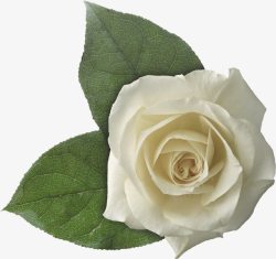 白玫瑰花叶素材