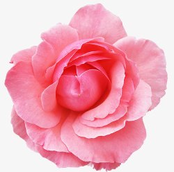 创意合成娇艳欲滴的玫瑰花素材