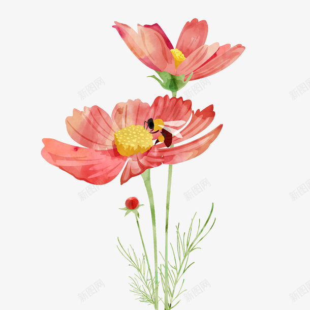 美丽波斯菊花png免抠素材_新图网 https://ixintu.com 卡通 手绘 植物设计 波斯菊花 花卉 蜜蜂