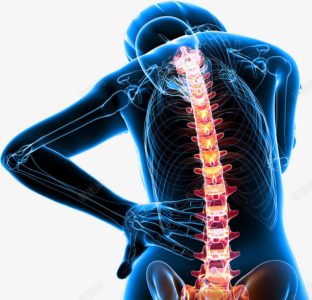 女性的背部脊椎图png免抠素材_新图网 https://ixintu.com 健康 准确图 医学研究 女性 对人的重要性 背部脊椎 防疾病
