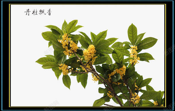 开花时芬芳扑鼻png免抠素材_新图网 https://ixintu.com 丛生 中秋桂花 分布于 岩岭间而称 岩桂 自然 香飘数里