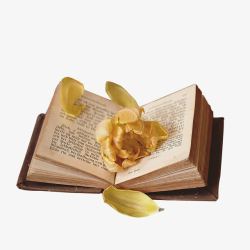 圣经的书圣经上的花瓣高清图片