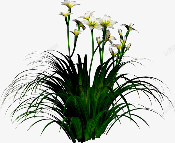 白色水仙花png免抠素材_新图网 https://ixintu.com 手绘 植物 水仙花 白色 花朵 花瓣