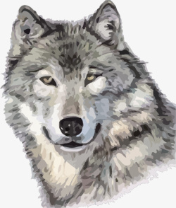 手绘风格动物狼头霸气素材