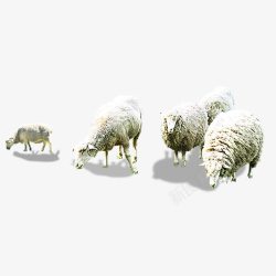 吃草的羊草原羊群高清图片
