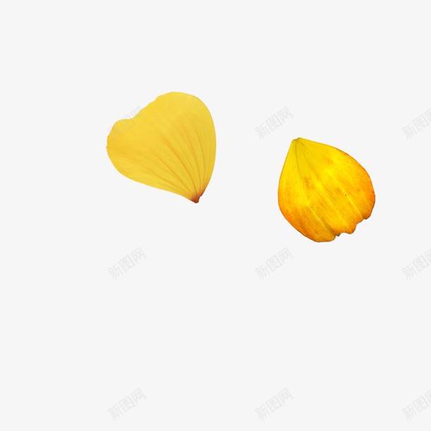两片黄色的花瓣png免抠素材_新图网 https://ixintu.com 两片 花瓣 高清 黄色