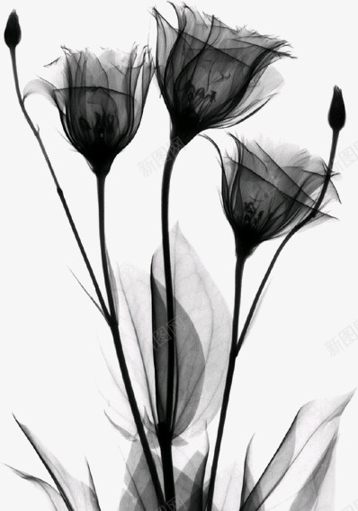 黑色薄纱透明花卉png免抠素材_新图网 https://ixintu.com 花卉 薄纱 透明 黑色