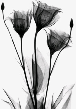 黑色薄纱透明花卉素材