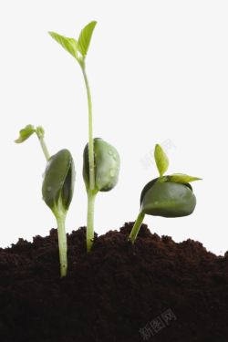 新生植物黄豆嫩芽高清图片