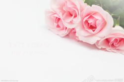 粉色温馨浪漫玫瑰花素材