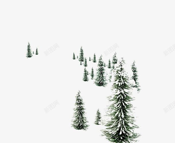 柏树上的积雪png免抠素材_新图网 https://ixintu.com 冬季 柏树 树木 植物 积雪 雪花