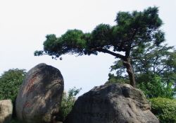 松树造型庐山大石头高清图片