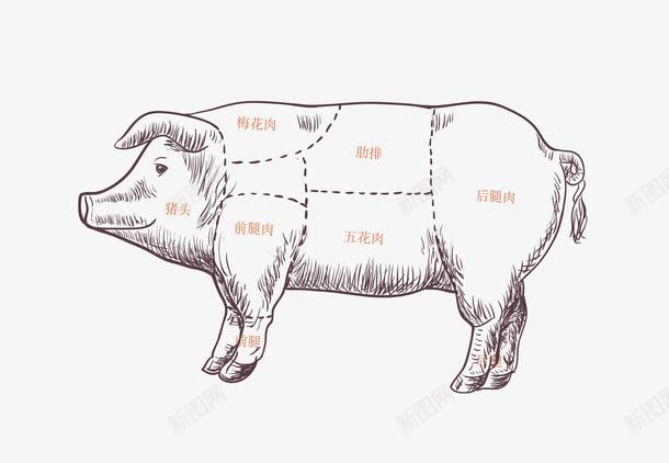 猪肉分割图线稿矢量图ai免抠素材_新图网 https://ixintu.com 小猪线稿 猪 猪肉 猪肉分割 猪肉分割图 猪肉分类 矢量图