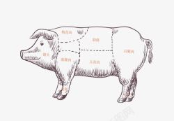 猪肉分割图线稿矢量图素材