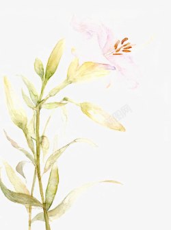 彩绘水仙种子矢量图彩绘水仙花高清图片