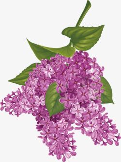 水彩画紫荆花素材