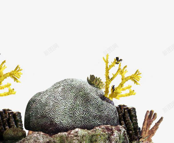 海底岩石珊瑚珊瑚虫png免抠素材_新图网 https://ixintu.com 海底岩石 珊瑚 珊瑚礁 珊瑚虫