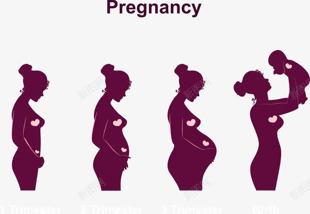 怀孕到诞生宝宝过程png免抠素材_新图网 https://ixintu.com 孕妇 孩子 紫色 装饰