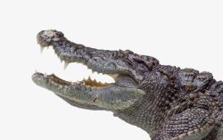 长牙齿的汽车张嘴的鳄鱼高清图片