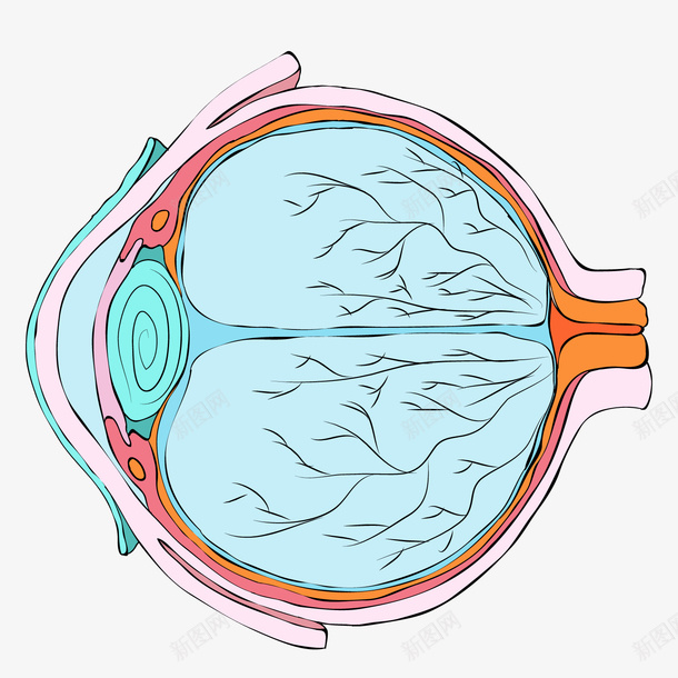 彩色手绘圆弧眼球元素矢量图ai免抠素材_新图网 https://ixintu.com 创意 圆弧 彩色 手绘 眼球 神经 纹理 观察 矢量图