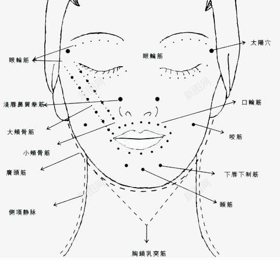 人体面部脖子穴位图png免抠素材_新图网 https://ixintu.com 中医 人体 人体穴位 穴位图 脖子 脸部穴位 面部