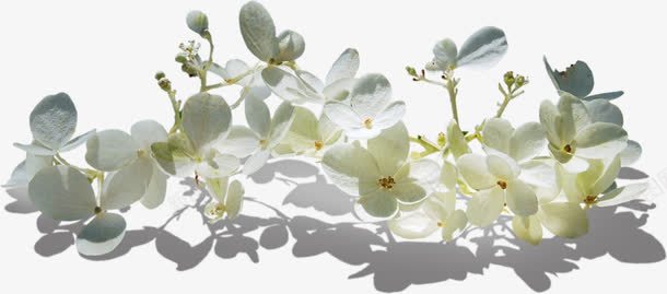 白色栀子花png免抠素材_新图网 https://ixintu.com 白色 花朵 花瓣 鲜花