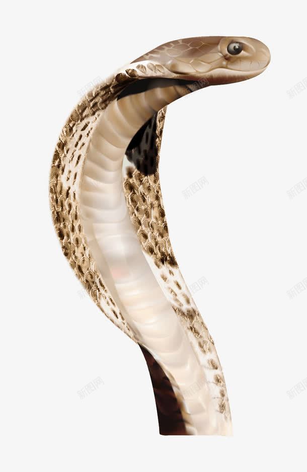 剧毒眼镜蛇png免抠素材_新图网 https://ixintu.com 动物 动物世界 动物园 生物 眼镜蛇 野兽 野生动物